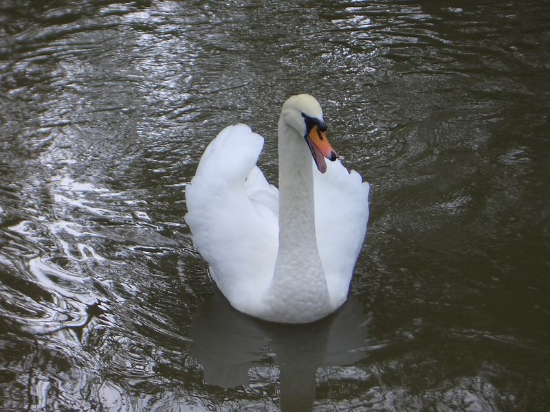 CIMG0361 Angry Swan Hissing